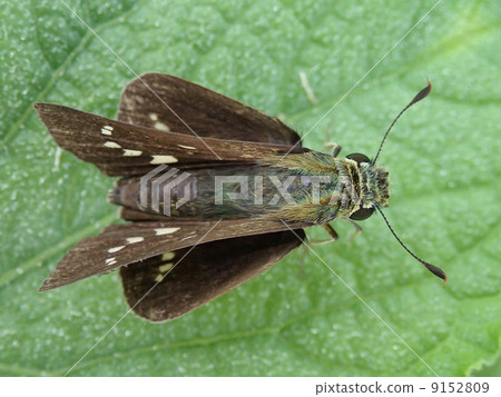 Caterpillar butterfly (back) 9152809