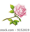玫瑰	 9152819