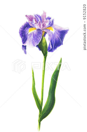 虹膜 虹膜 9152820