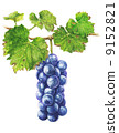 葡萄 9152821