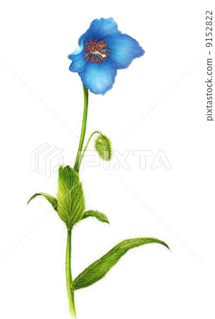 喜馬拉雅山的罌粟 9152822