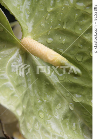 Green anthurium 9152898
