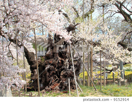 櫻花小次郎 櫻花小次郎 9152914