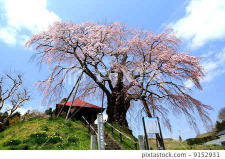 不動的櫻桃樹 9152931