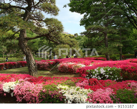 The Imperial Palace of the Spring where Kurume Azalea blooms East Gyoen (near Suwa's teahouse) 9153187