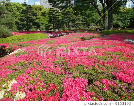 The Imperial Palace of the Spring where Kurume Azalea blooms East Gyoen (near Suwa's teahouse) 9153193