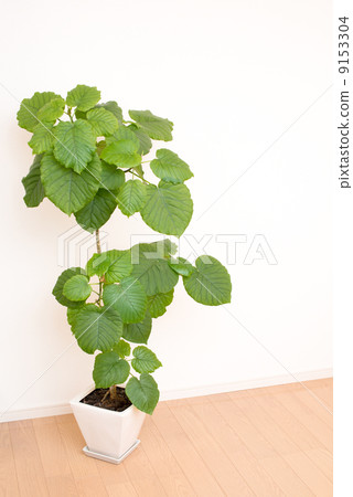 Ficas Umbellata Ficas Umbellata 9153304