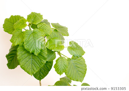 Ficas Umbellata 9153305