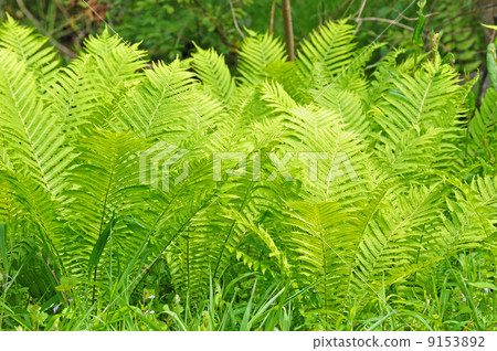 Fresh green ferns 9153892