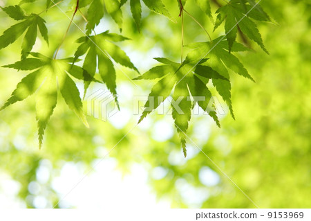 Fresh green of maple Fresh green of maple 9153969