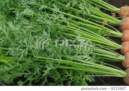 Carrots leaves immediately after harvest 9153987