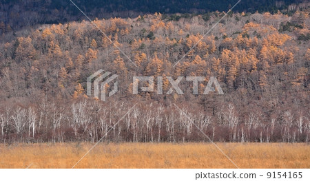 晚秋的森林 9154165
