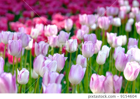 Tulip field (light pink) 9154604