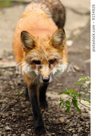 Kita fox Kita fox 9154926