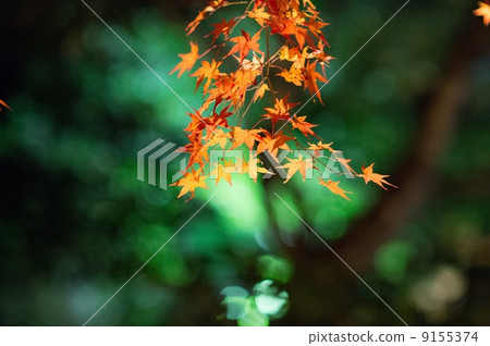 Maple at night 9155374