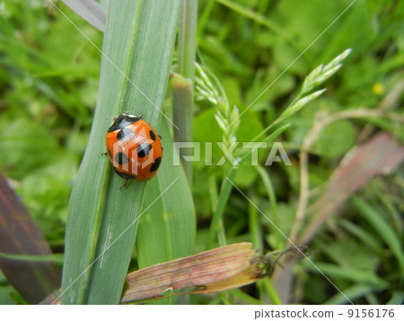 Ladybug 9156176