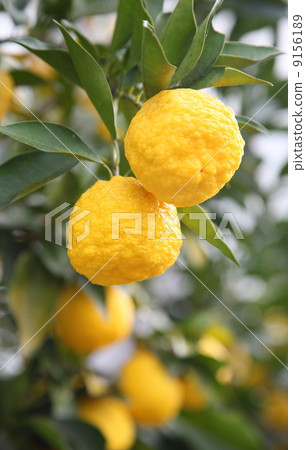 Yuzu tree 9156189