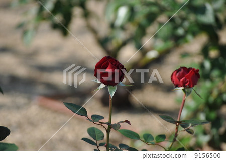 Ingrid Bergman's bud Ingrid Bergman's bud 9156500