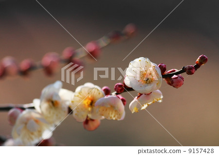 Plaque of the double flowering plum 9157428