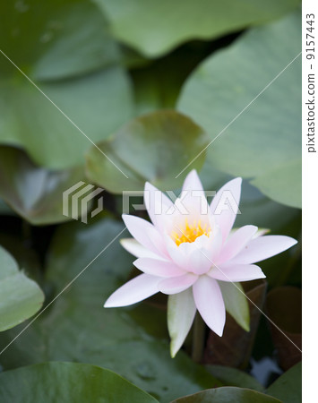 Water lily Water lily 9157443