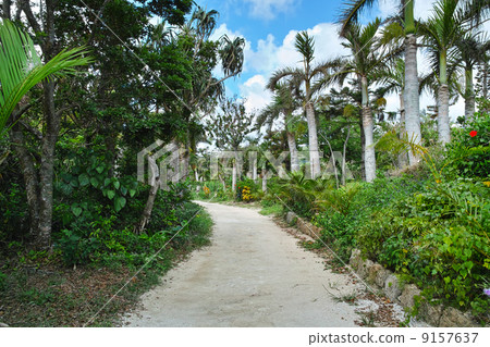 Palm tree Palm tree 9157637