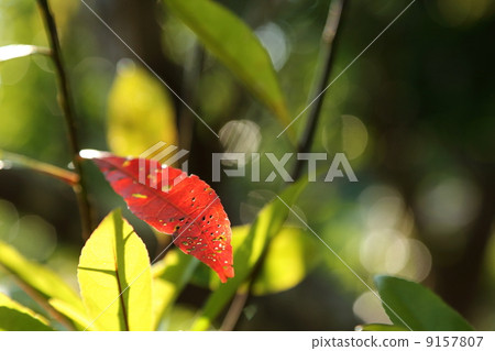 Red leaves Red leaves 9157807