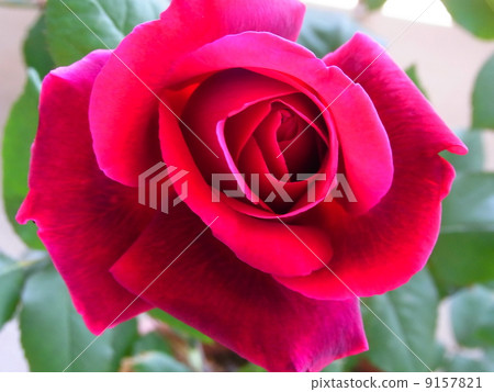 玫瑰 玫瑰花 花朵 9157821