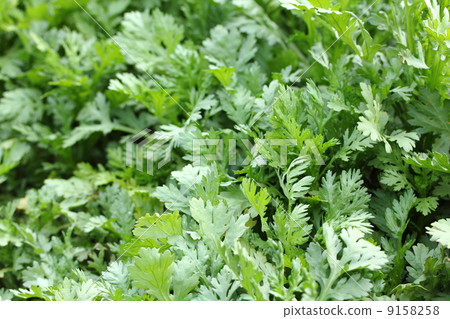 Haruna field Haruna field 9158258