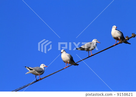 尤利西斯停在電線上 尤利西斯停在電線上 9158621