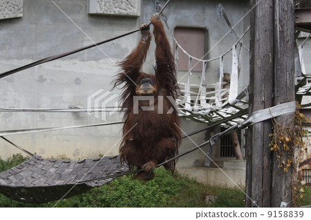 Sumatra orangutan 9158839