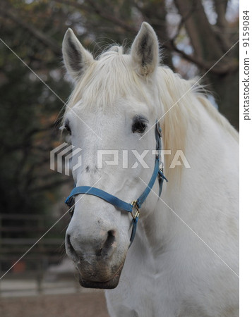 Pelleuron的人 9159084