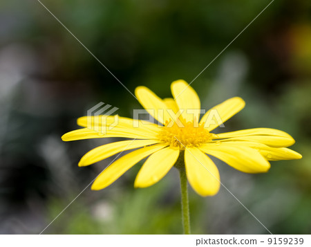 朱利葉斯黛西 朱利葉斯黛西 9159239