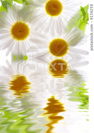 Flower in water Flower in water 9159259