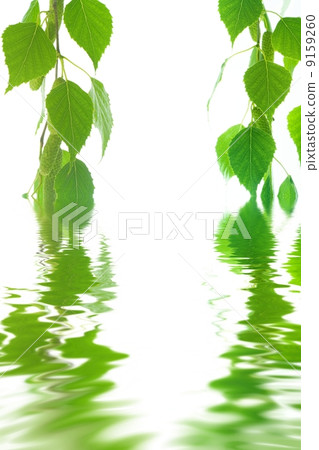 Green leaves in water Green leaves in water 9159260