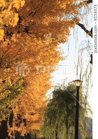 Autumn leaves of Hibiya-dori Autumn leaves of Hibiya-dori 9159373