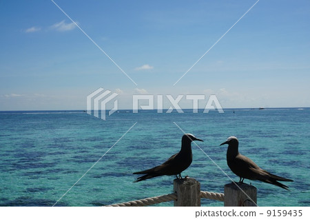 Bird's matchmaking 9159435