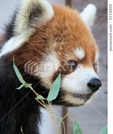 小熊貓 小熊貓 9159809