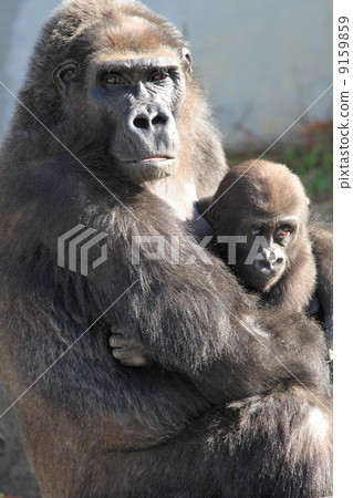 Baby and mother of Nishigora Baby and mother of Nishigora 9159859