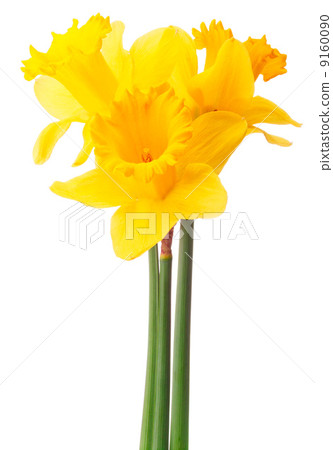 Daffodil flower or narcissus  bouquet  isolated on white backgro Daffodil flower or narcissus  bouquet  isolated on white backgro 9160090