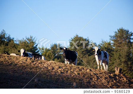 牛Shiawase牧場 9160129