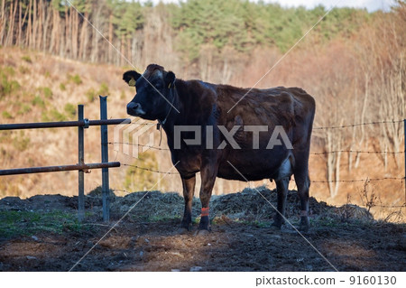 牛Shiawase牧場 9160130