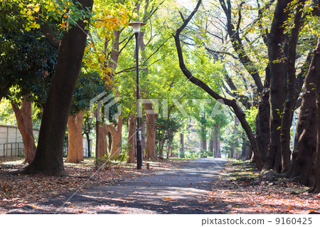 Zenfukuji River sidewalk in autumn 9160425