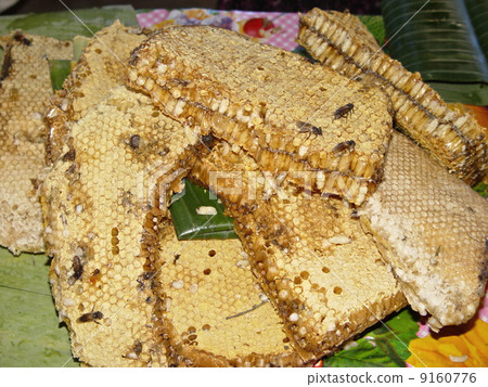 Honeycomb (Vientiane / Laos) 9160776