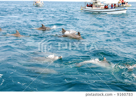 天草的海豚正在觀看 9160783