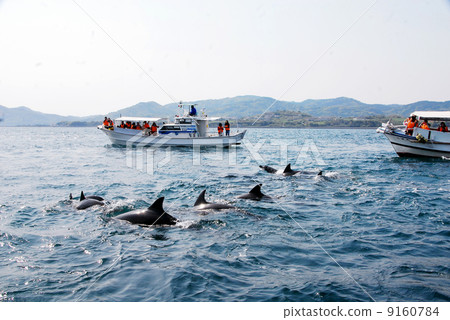 天草的海豚正在觀看 9160784