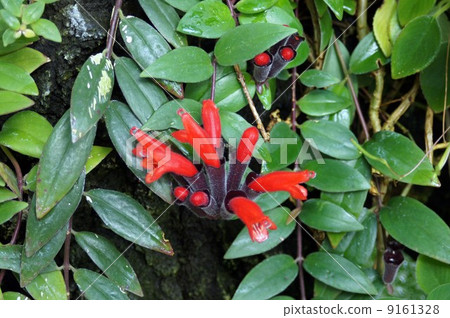 Tropical plant · Esquinantus 9161328