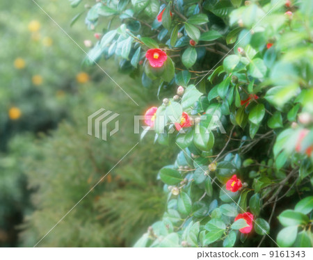 Yubu山茶花 Yubu山茶花 9161343