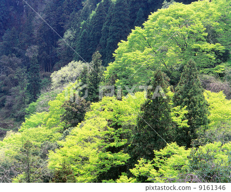 新鮮的綠色季節 9161346