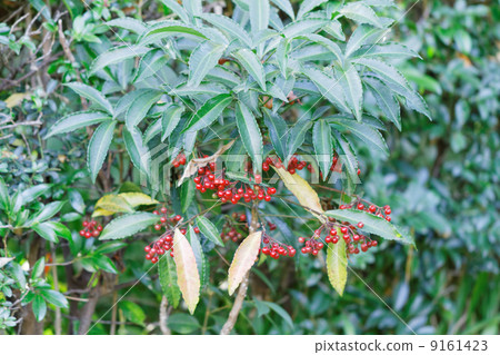Red fruit of Manjou 9161423