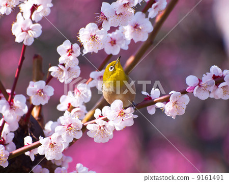 Plum and mezzo 9161491